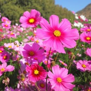 Meet your Posher, Vicky